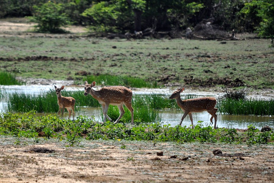 bundala, Sri Lanka